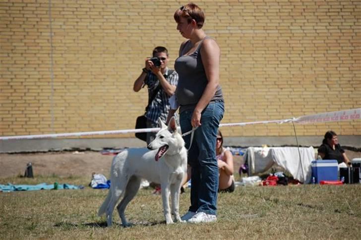 Hvid Schweizisk Hyrdehund Arven RIP - udstilling i nyborg d. 5-7-08 billede 16
