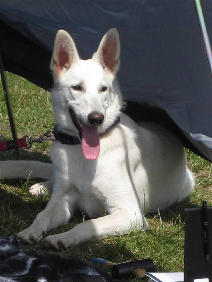 Hvid Schweizisk Hyrdehund Blanco RIP billede 9