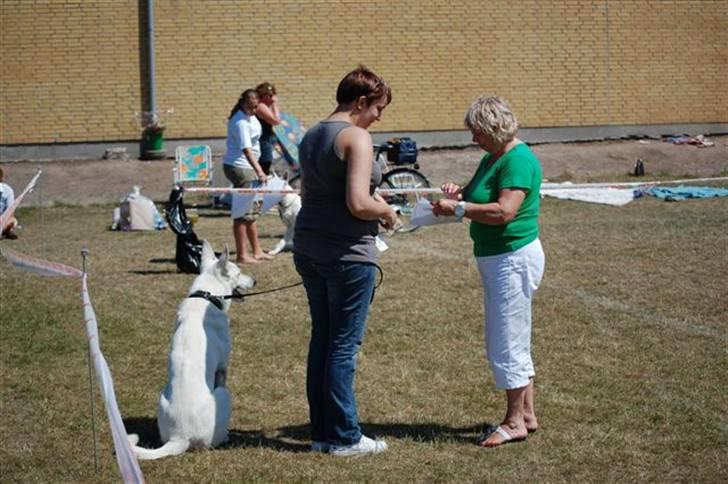 Hvid Schweizisk Hyrdehund Blanco RIP billede 11