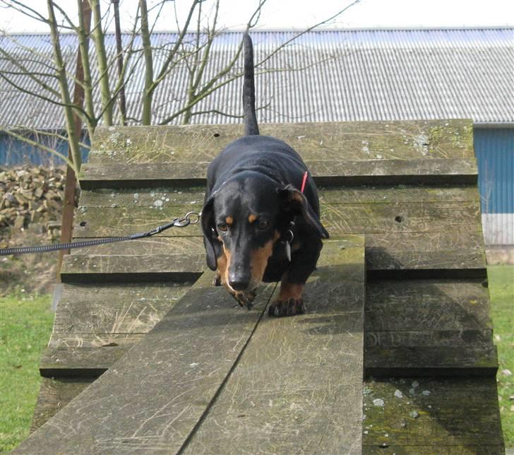 Gravhund Trine - Delledyret på hundetræningsbane d; billede 6