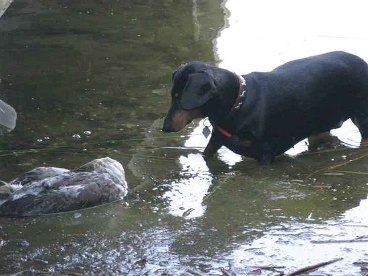 Gravhund Trine - Delle og den døde måge :S billede 7