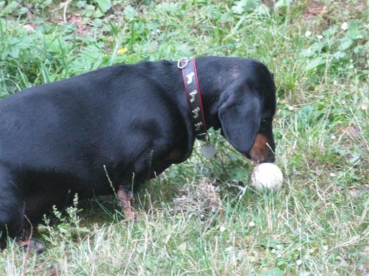 Gravhund Trine - Delle har fanget et æg :S billede 8