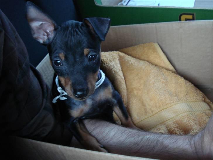 Dvaergpinscher Rødkildes Nato - altså det ikk rart at køre i bil ;( billede 1