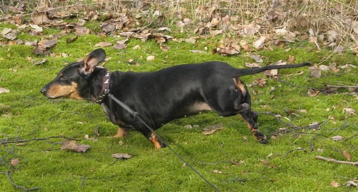 Gravhund Trine - Flæske-dyret hygger sig! billede 9