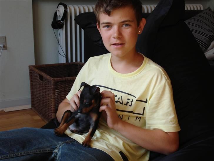 Dvaergpinscher Rødkildes Nato - daaav duuh ;P billede 2