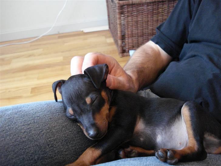 Dvaergpinscher Rødkildes Nato - ZZZZzzzzZZZZzzzzzZZZ billede 3