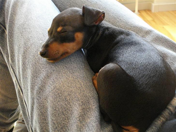 Dvaergpinscher Rødkildes Nato - ZZZZzzzzZZZZzzzzzZZZ billede 4