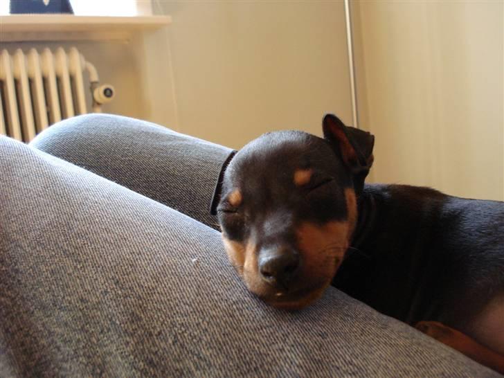 Dvaergpinscher Rødkildes Nato - ZZZZzzzzZZZZzzzzzZZZ billede 5