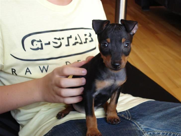 Dvaergpinscher Rødkildes Nato - Heeeeeeeej med diig billede 6