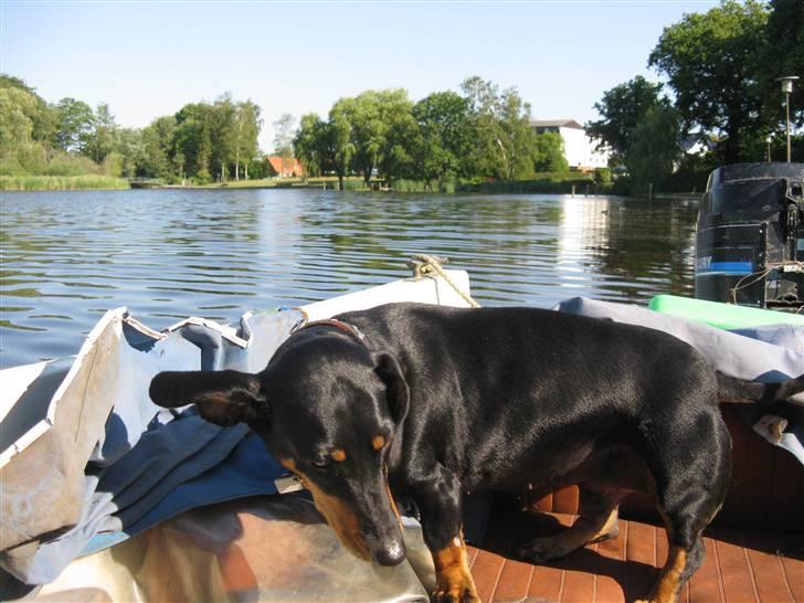 Gravhund Trine - Delle ude og sejle i Maribo sø . . . billede 10