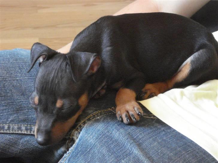 Dvaergpinscher Rødkildes Nato - ZZZZzzzzZZZZzzzzzZZZ billede 7