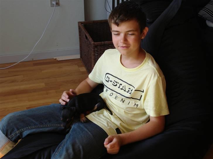 Dvaergpinscher Rødkildes Nato - ZZZZzzzZZZZZ min ejer er kedelig billede 8