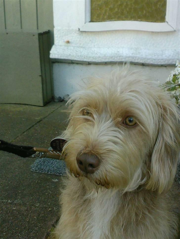 Blanding af racer jona<33 minh - se miqq:P billede 1