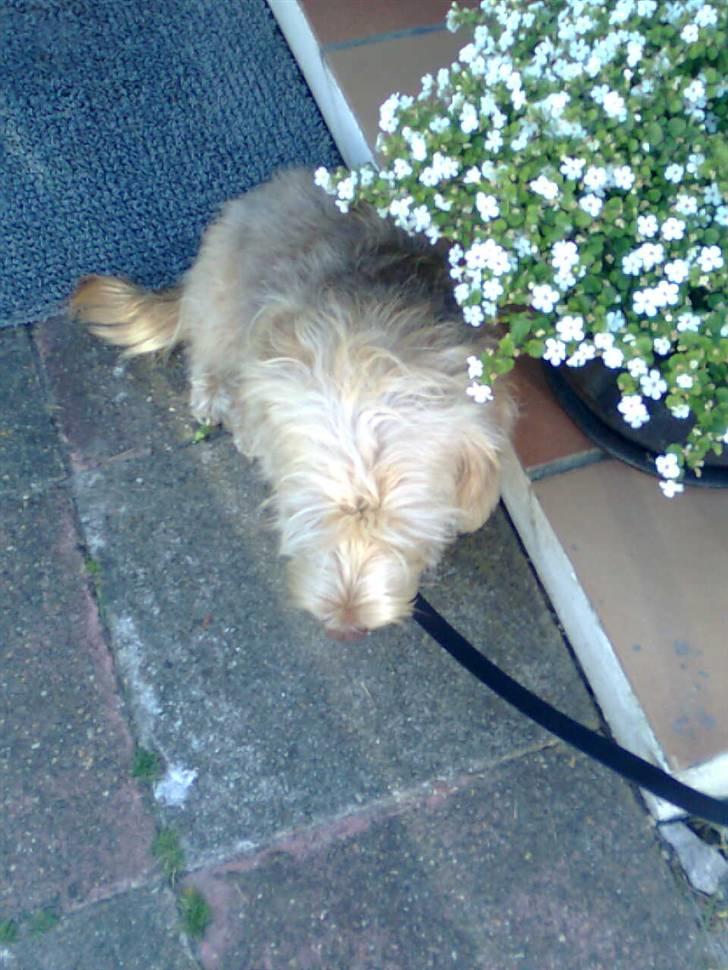 Blanding af racer jona<33 minh - det er dejligt i skykken  billede 3