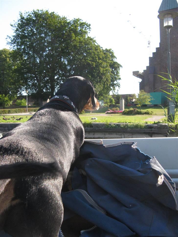 Gravhund Trine - Delle med de store deller, glor ud over Maribo domkirke og lidt til ;D (Hun er i båden) billede 11