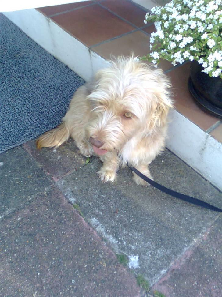 Blanding af racer jona<33 minh - heeehe  billede 5