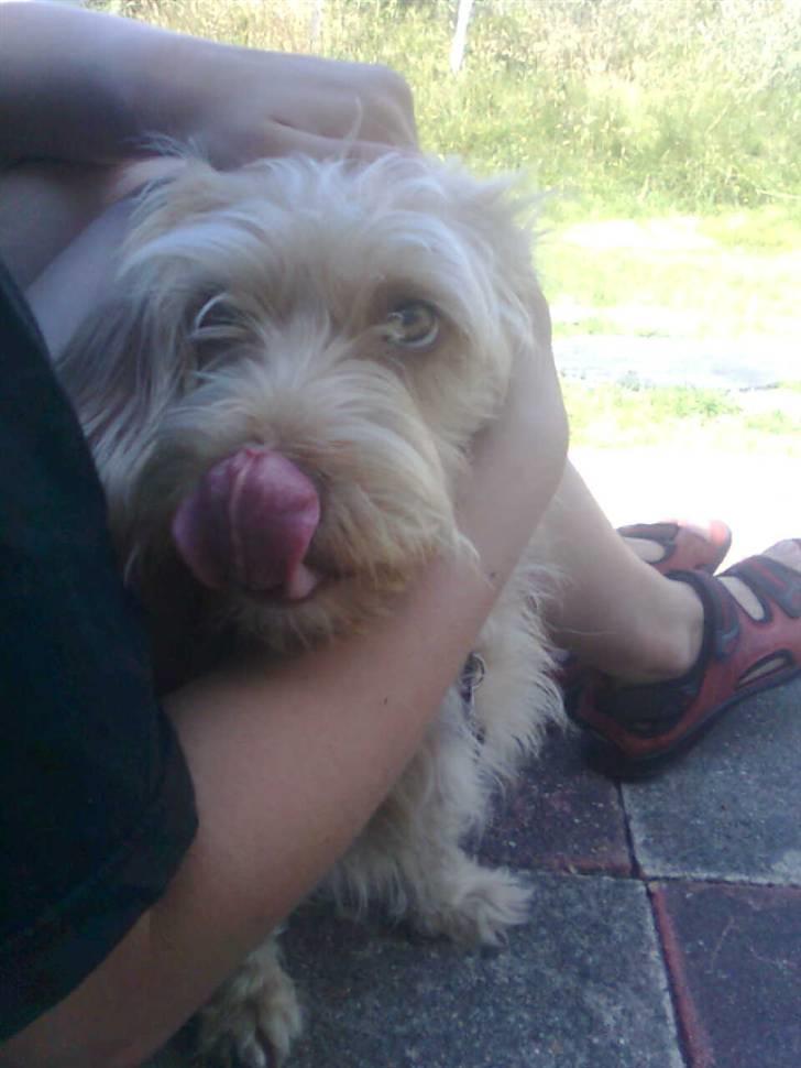 Blanding af racer jona<33 minh - haha billede 6