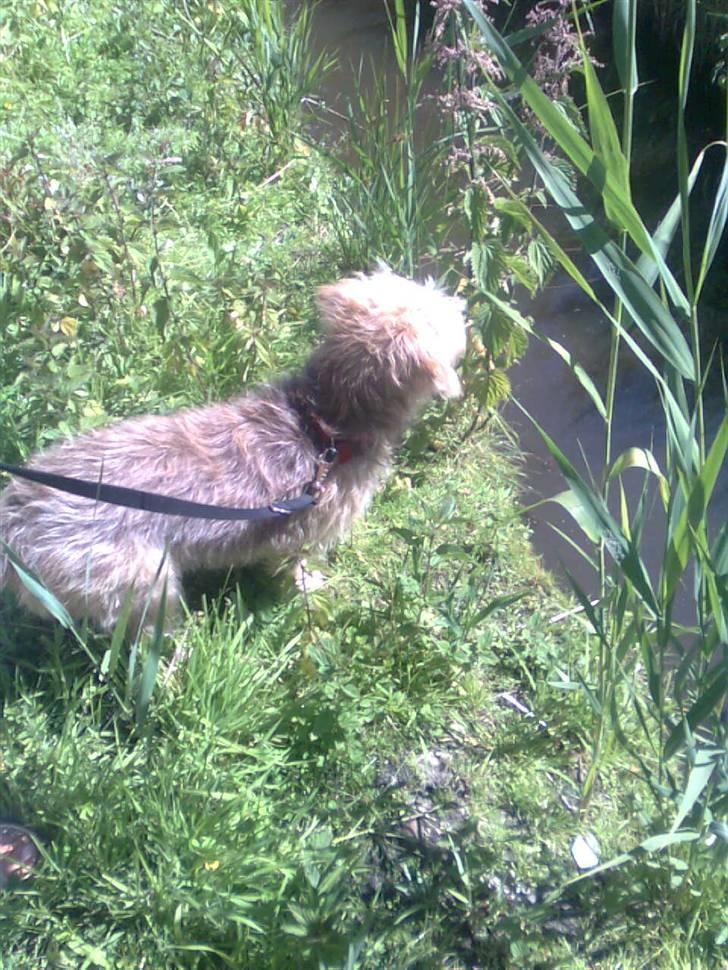 Blanding af racer jona<33 minh - hvad er det?? billede 7