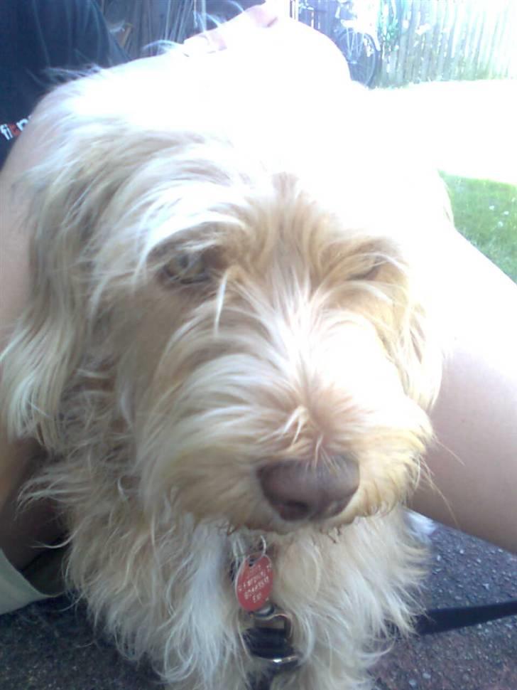 Blanding af racer jona<33 minh - mmhh en myre billede 8