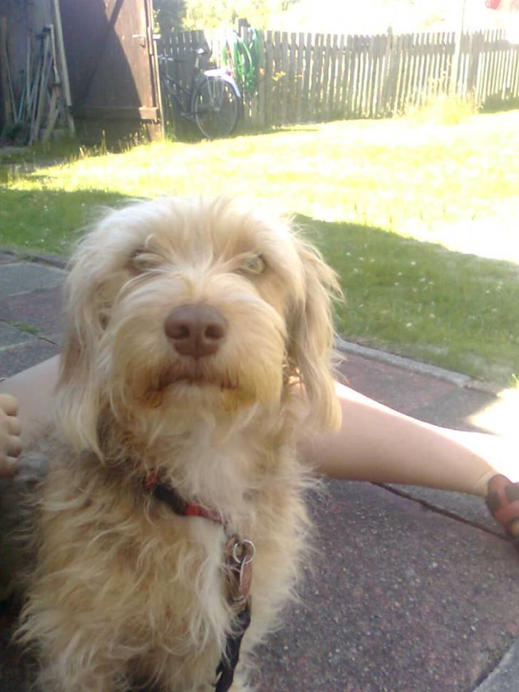 Blanding af racer jona<33 minh - jeg er bre for ccol kamarar over alt  billede 10