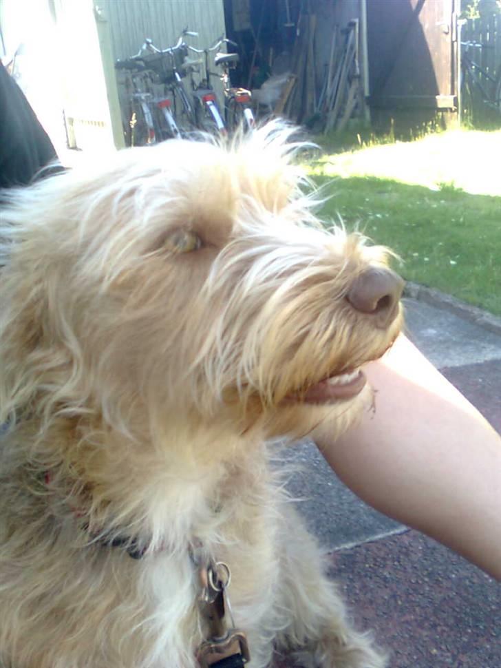 Blanding af racer jona<33 minh - hehe heej billede 11