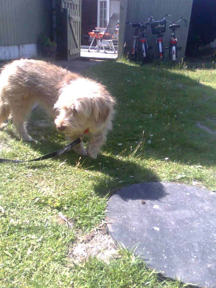 Blanding af racer jona<33 minh billede 12