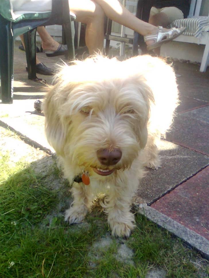 Blanding af racer jona<33 minh - migg  billede 13