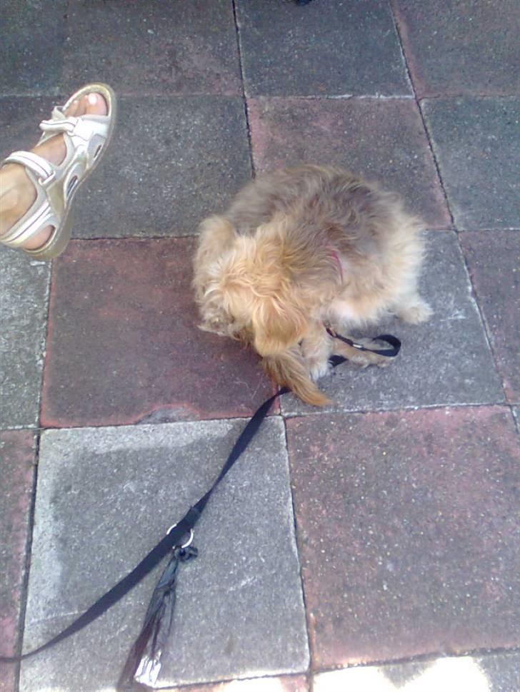 Blanding af racer jona<33 minh - miqq igen  billede 16