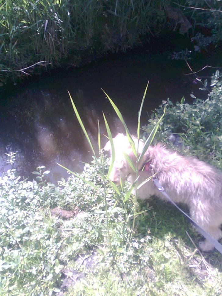 Blanding af racer jona<33 minh - en å smære vandet godt? billede 17