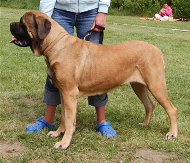 Mastiff Akeela - Akeela maj 2008 billede 1