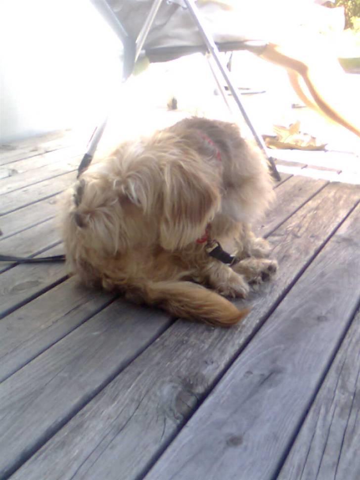 Blanding af racer jona<33 minh - det køre hele tiden  billede 19