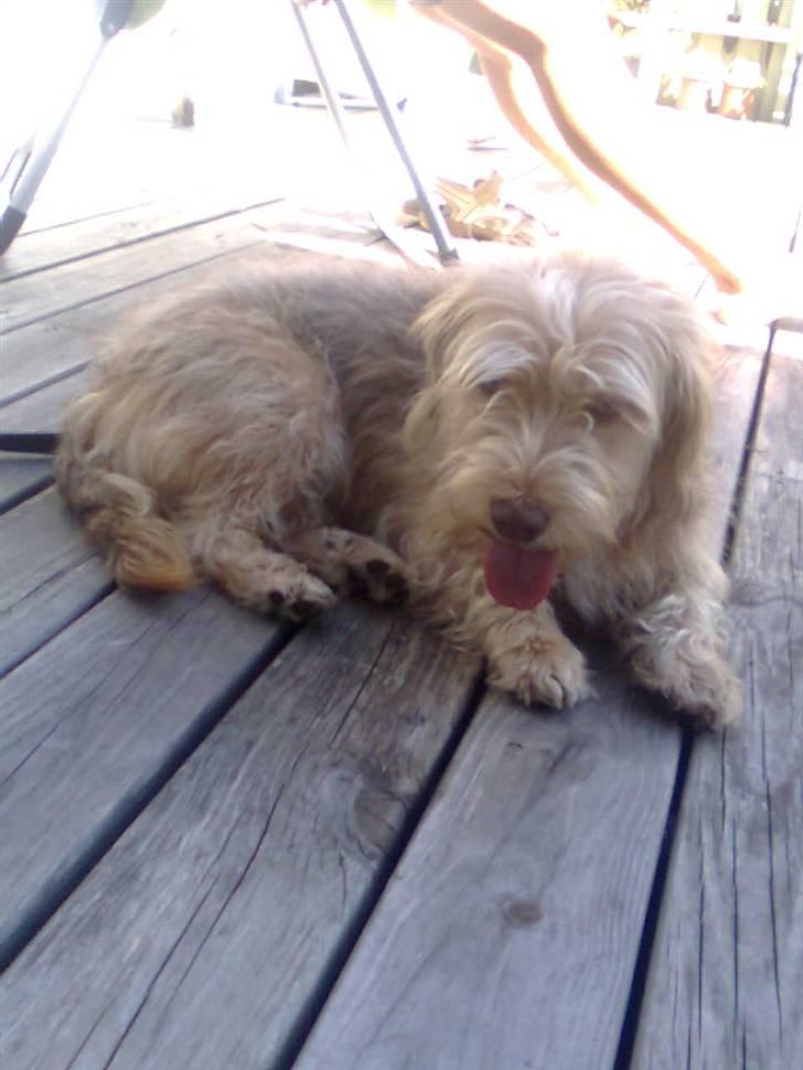 Blanding af racer jona<33 minh - heheh heej  billede 20