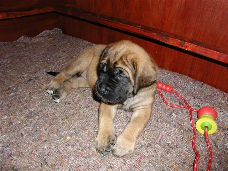 Mastiff Akeela - Akeela 7 uger billede 2