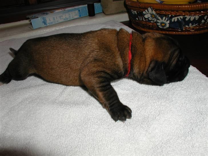 Mastiff Akeela - Akeela 1 uge billede 3