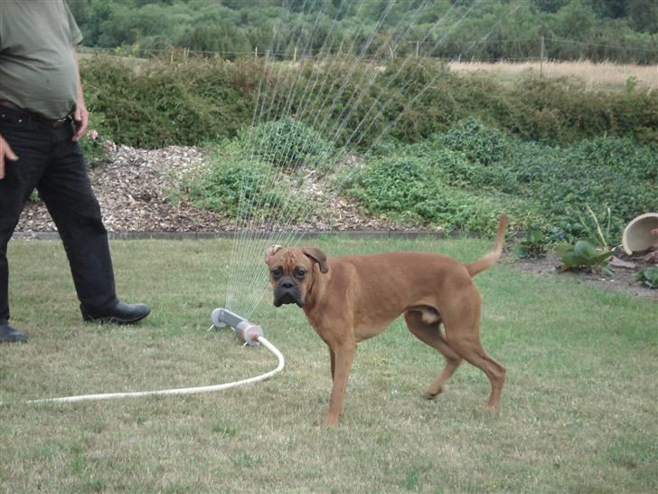 Boxer Bano - Bider lige lidt i vandet billede 1