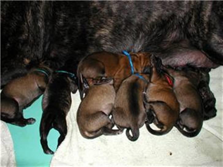 Mastiff Akeela - Akeela nyfødt sammen med sine søskende billede 4