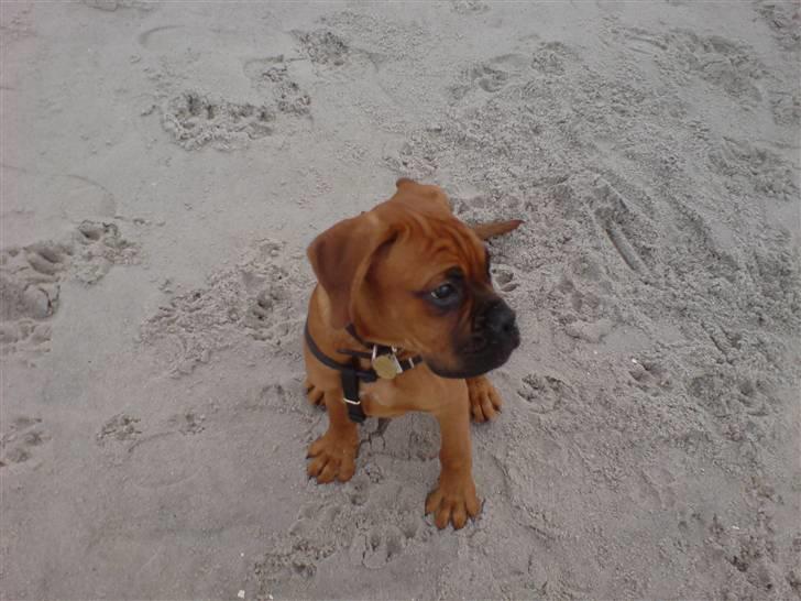 Boxer Bano - 15 uger gammel, første gang ved stranden billede 3