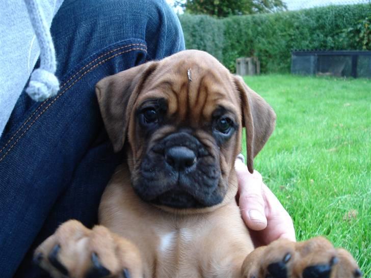 Boxer Bano - 6 uger gammel og vi ses for anden gang billede 4