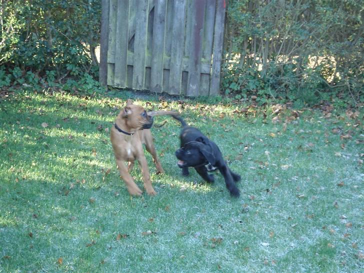 Boxer Bano - Leger men bror Buller, i haven billede 5