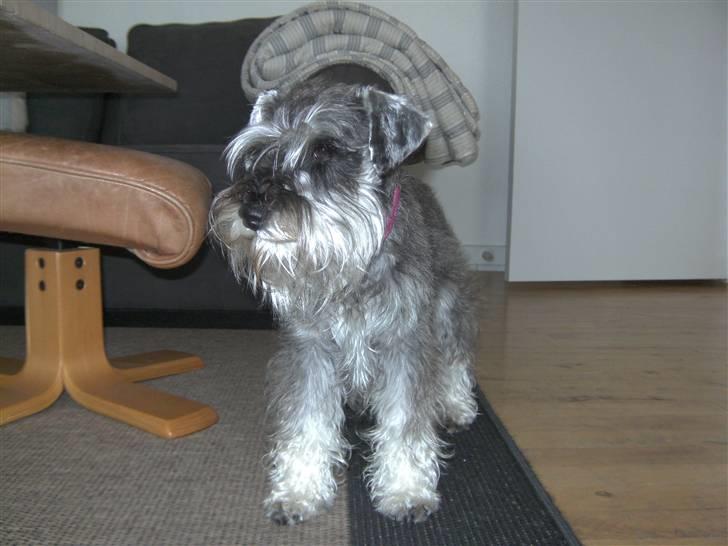 Dvaergschnauzer Tessa billede 1