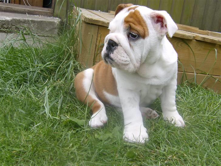 Engelsk bulldog BairaPepéIlgakojiné(Lola) billede 16