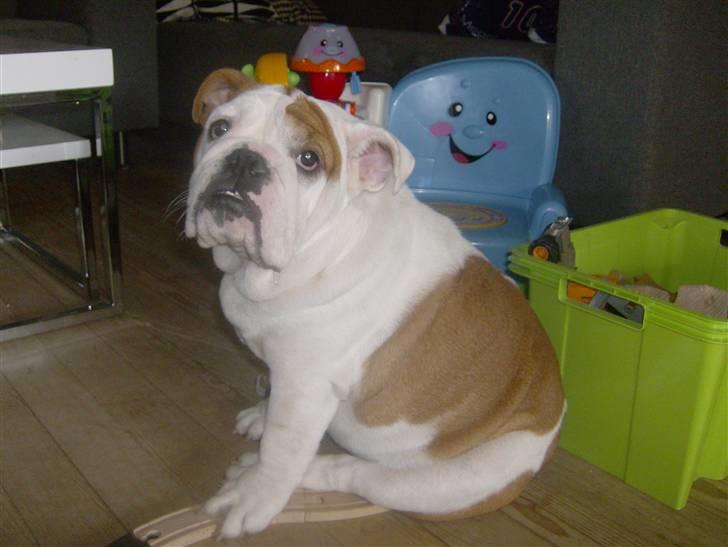 Engelsk bulldog BairaPepéIlgakojiné(Lola) - 3 oktober 2008 billede 17