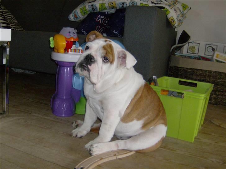 Engelsk bulldog BairaPepéIlgakojiné(Lola) - sidder lige og overskuer situationen billede 18