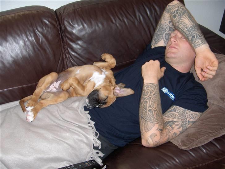 Boxer Enya - Synkron putning!! se armene... haha billede 9