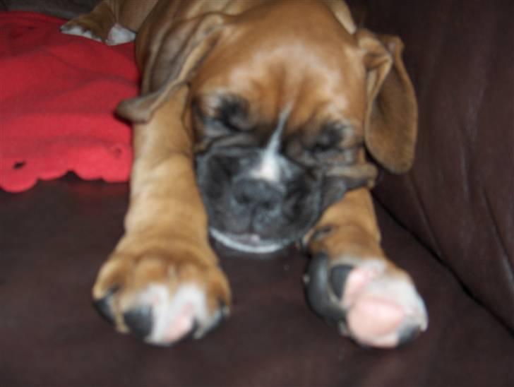 Boxer Enya - nat nat skat pigen.. c",) billede 10