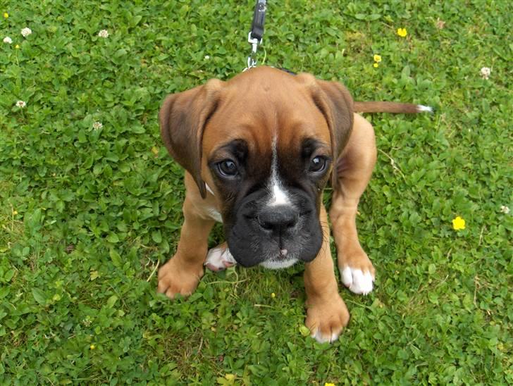 Boxer Enya - Smukke Enya c",) billede 11