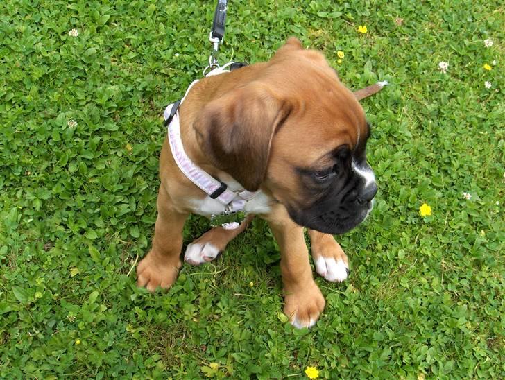 Boxer Enya - "Nogle der sagde noget"...???  billede 12