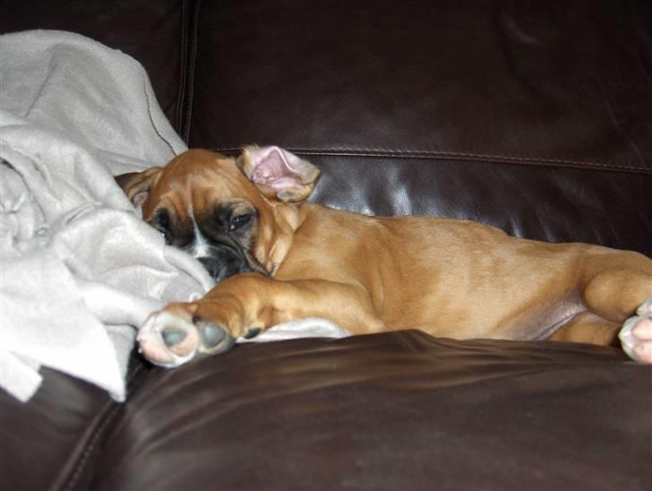 Boxer Enya - tæpper er godt til leg og putte !!..  billede 13