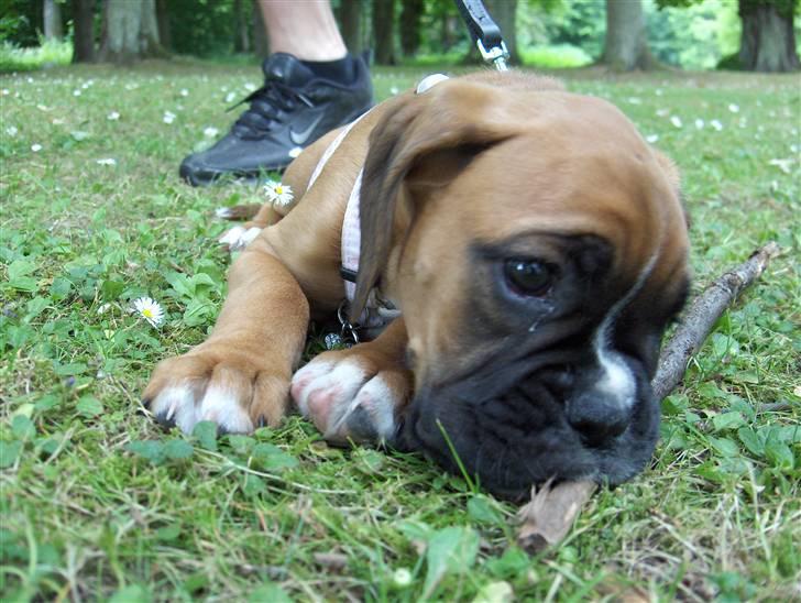 Boxer Enya - fandt en lækker pind i parken.. - blev ret stolt!   billede 14