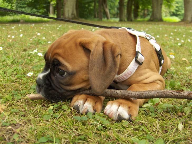 Boxer Enya - En dejlig dag i Vallø slotspark c",) billede 15